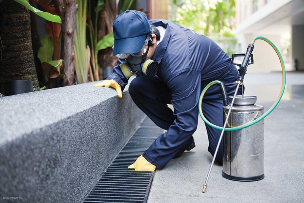 Why you Need to Hire a Pest Control Service