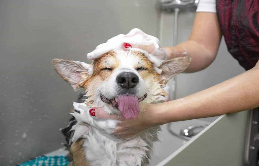 The Many Benefits Of A Self Service Dog Bath