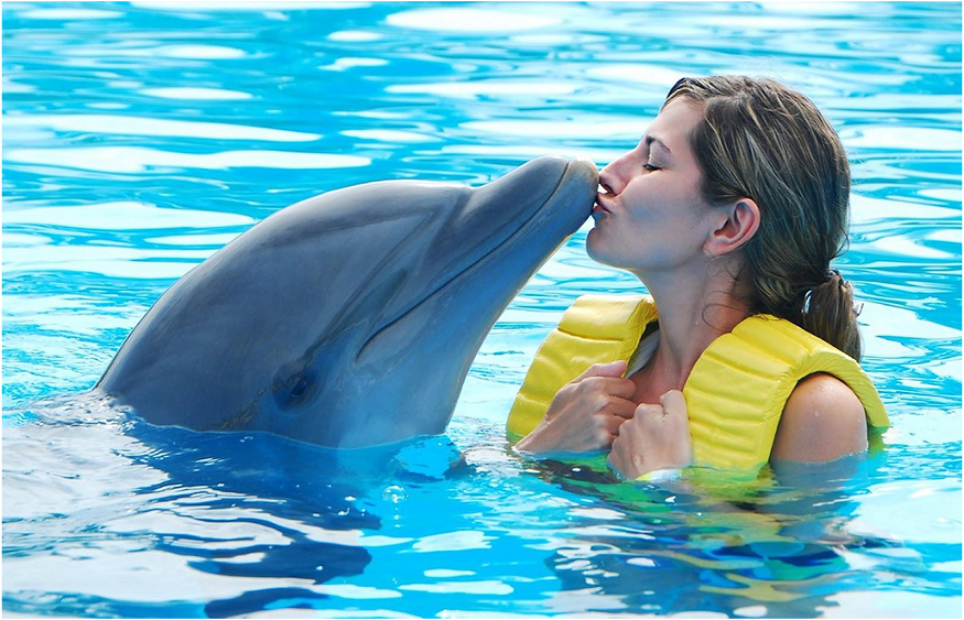 Swim with Dolphins